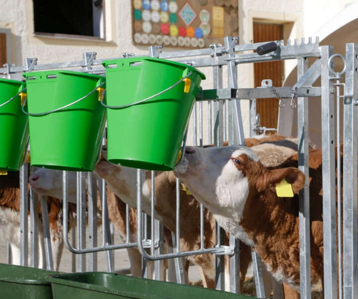 KERBL Kälberbox CalfHouse Premium XL